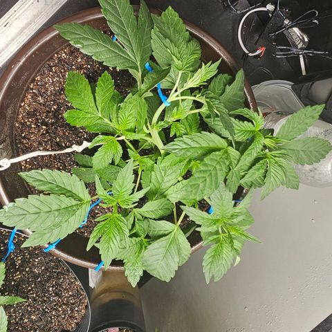 Terple growlog timeline photo