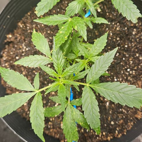 Pineapple Express Auto growlog timeline photo