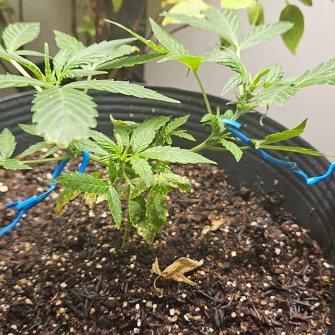 Pineapple Express Auto growlog timeline photo