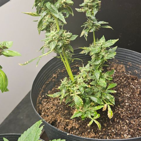 Pineapple express auto growlog timeline photo