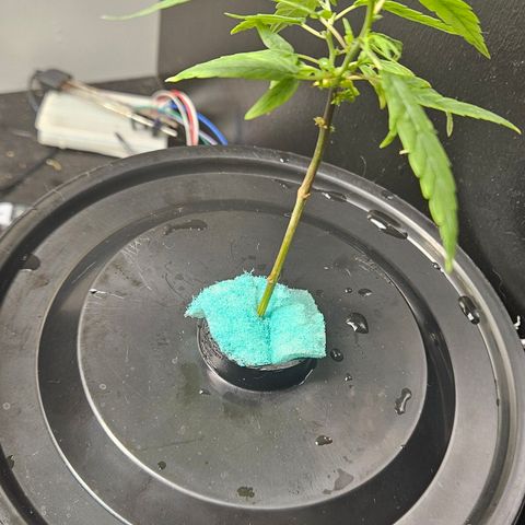 Gorila clone growlog timeline photo
