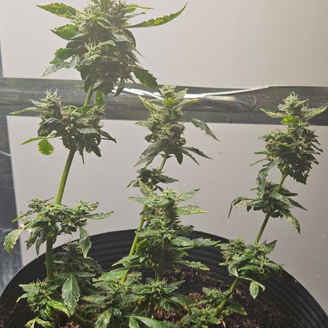 Pineapple express auto growlog timeline photo