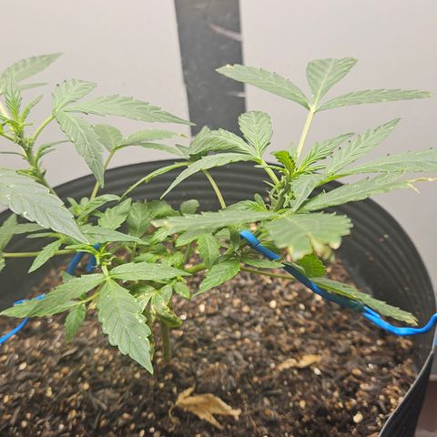 Pineapple Express Auto growlog timeline photo