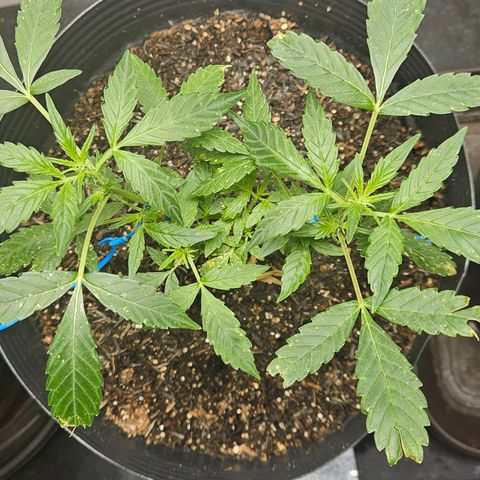 Pineapple Express Auto growlog timeline photo
