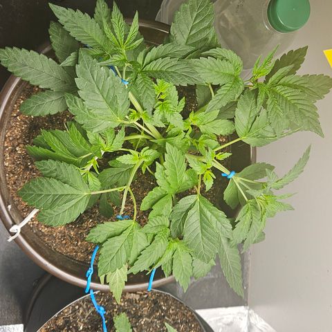 Terple growlog timeline photo