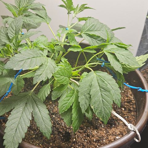 Terple growlog timeline photo