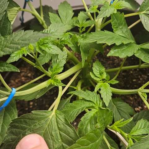 Terple growlog timeline photo