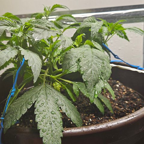 Terple growlog timeline photo