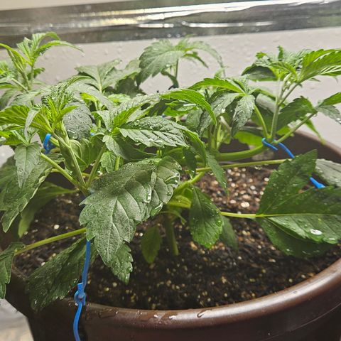 Terple growlog timeline photo