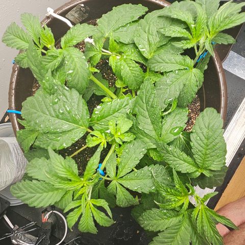 Terple growlog timeline photo