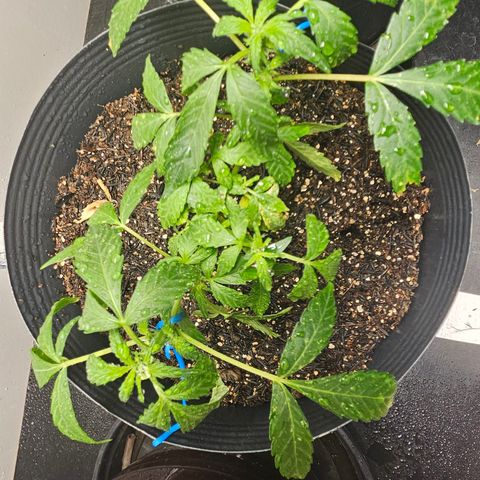 Pineapple Express Auto growlog timeline photo