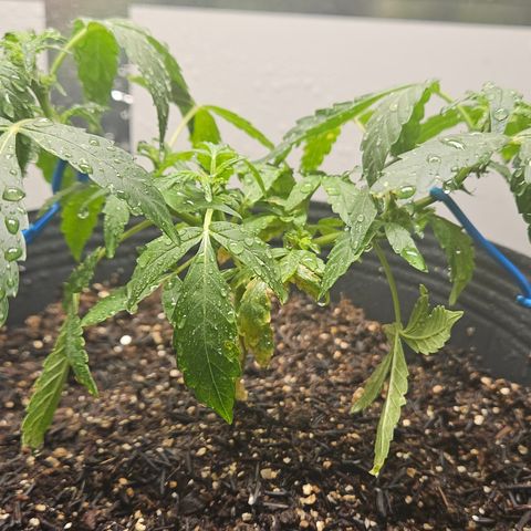 Pineapple Express Auto growlog timeline photo