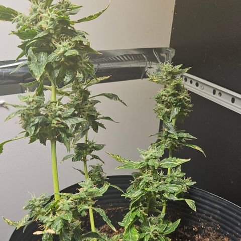 Pineapple express auto growlog timeline photo