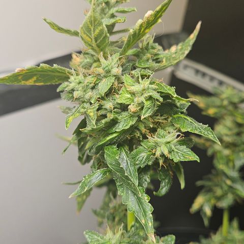 Pineapple express auto growlog timeline photo