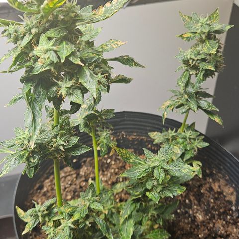 Pineapple express auto growlog timeline photo