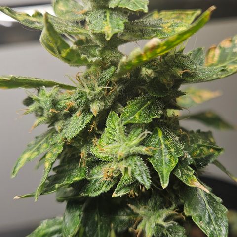 Pineapple express auto growlog timeline photo