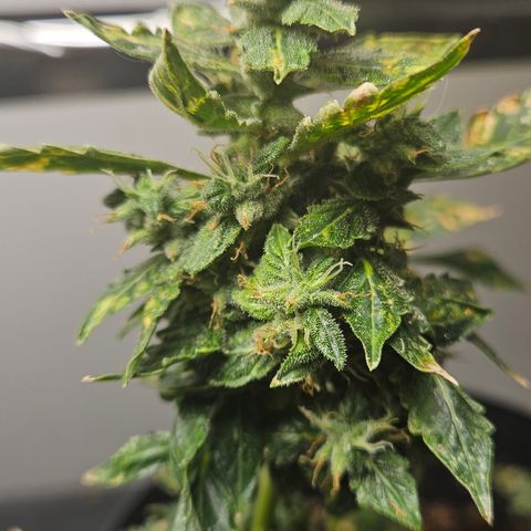 Pineapple express auto growlog timeline photo
