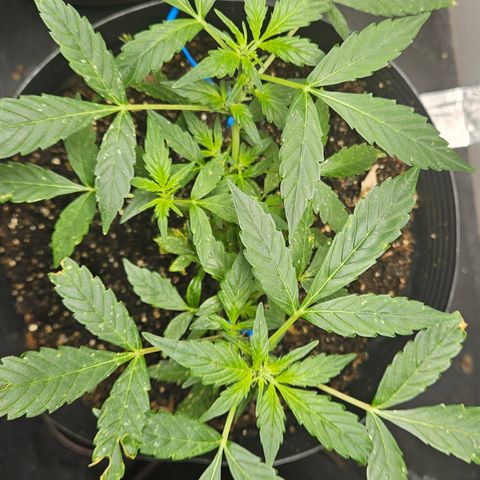 Pineapple Express Auto growlog timeline photo