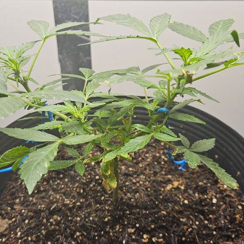Pineapple Express Auto growlog timeline photo