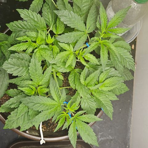 Terple growlog timeline photo