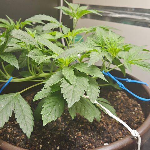 Terple growlog timeline photo