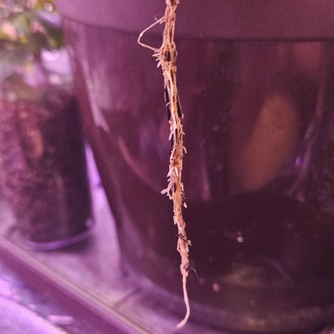 Gorila clone growlog photo: Parece que temos uma crescimento bom de raízes novas