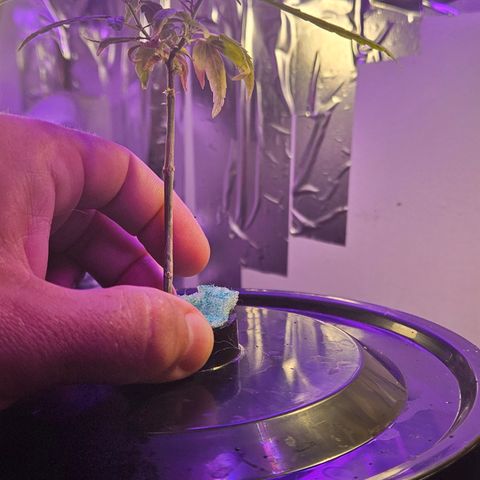 Gorila clone growlog photo: Parece que temos uma crescimento bom de raízes novas
