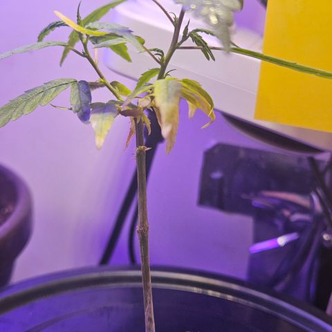Gorila clone growlog timeline photo