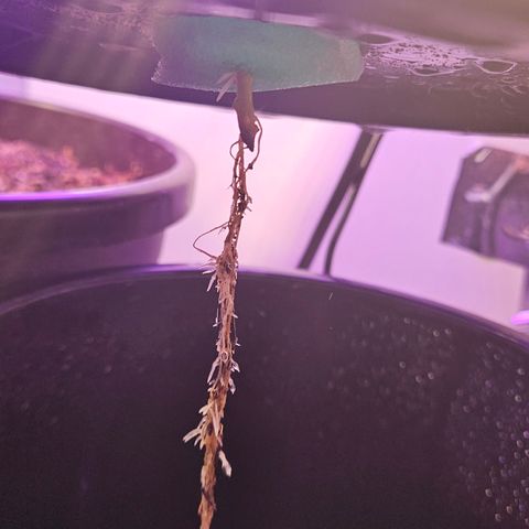 Gorila clone growlog timeline photo