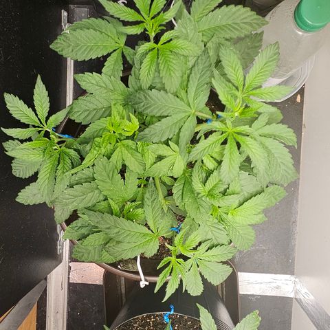 Terple growlog timeline photo