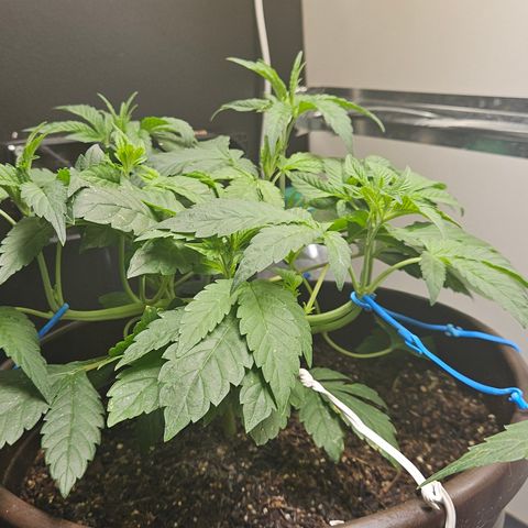 Terple growlog timeline photo