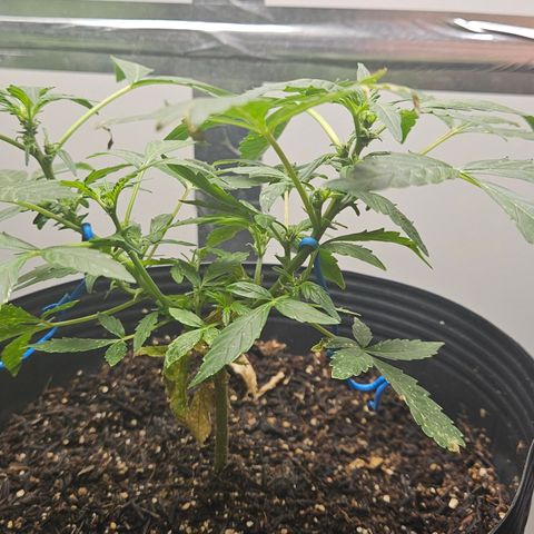 Pineapple Express Auto growlog timeline photo