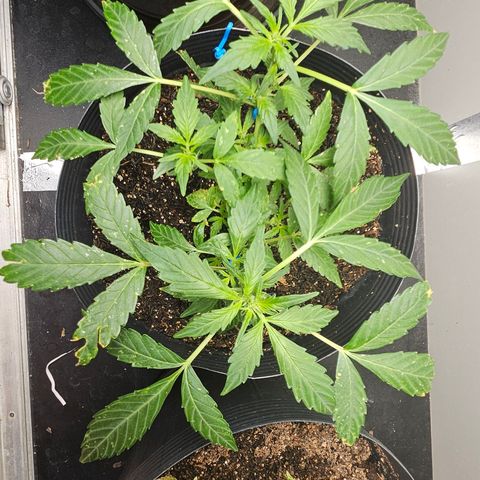Pineapple Express Auto growlog timeline photo