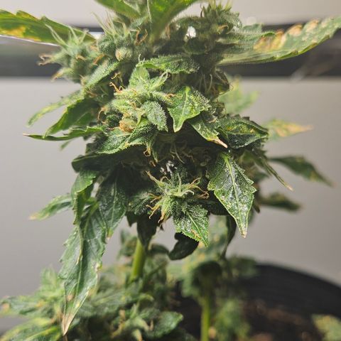 Pineapple express auto growlog timeline photo