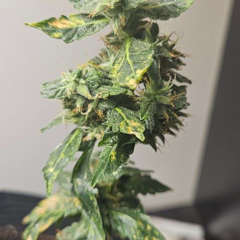 Pineapple express auto growlog timeline photo