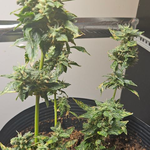 Pineapple express auto growlog timeline photo