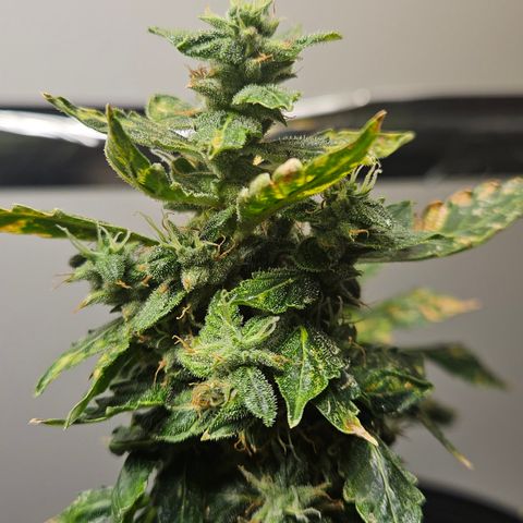 Pineapple express auto growlog timeline photo
