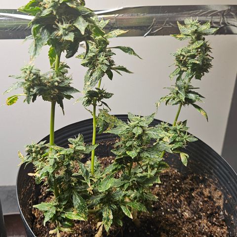 Pineapple express auto growlog timeline photo