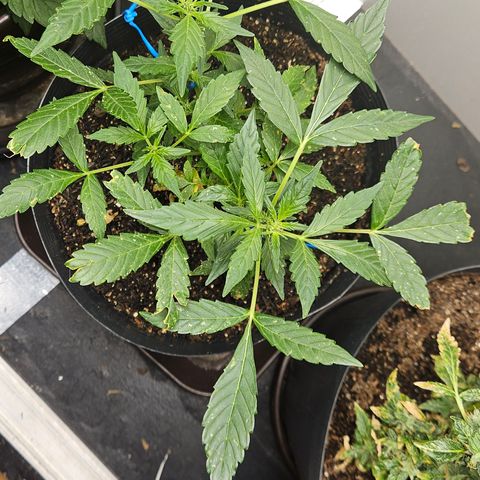 Pineapple Express Auto growlog timeline photo