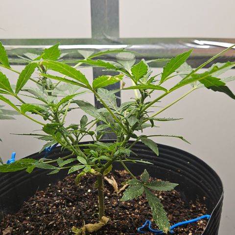 Pineapple Express Auto growlog timeline photo