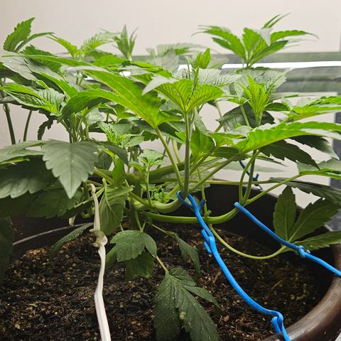 Terple growlog timeline photo