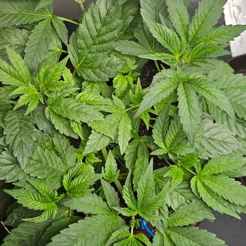 Terple growlog timeline photo