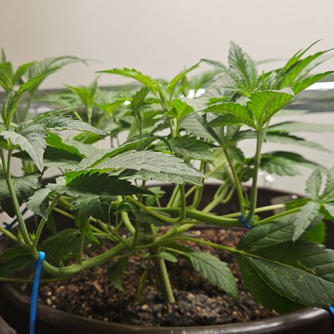 Terple growlog timeline photo