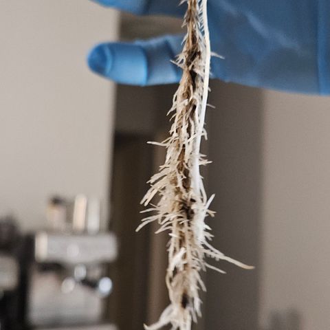 Gorila clone growlog timeline photo