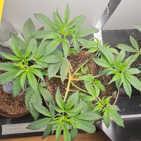 Terple growlog timeline photo