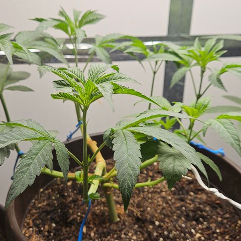 Terple growlog timeline photo