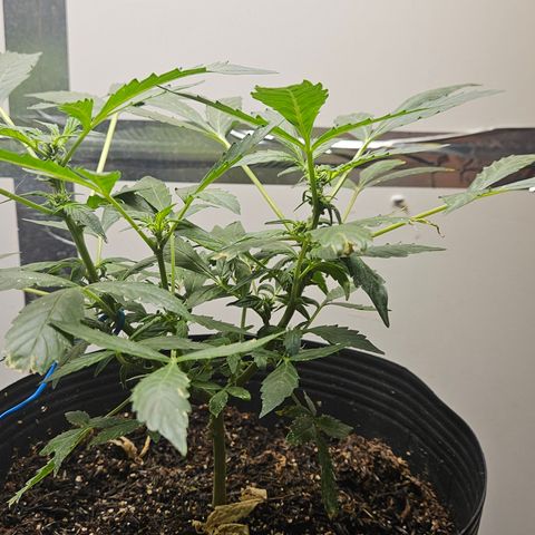 Pineapple Express Auto growlog timeline photo