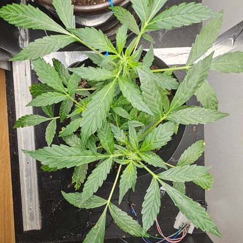 Pineapple Express Auto growlog timeline photo