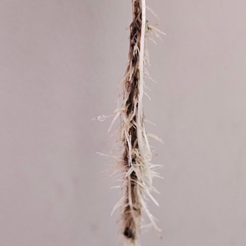 Gorila clone growlog timeline photo