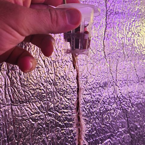 Gorila clone growlog timeline photo